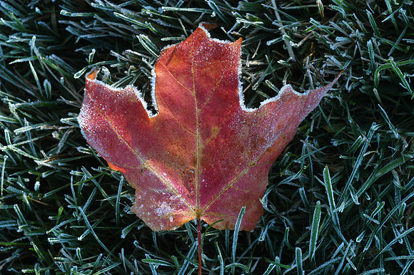 061015_ND_JVA_FROST_1