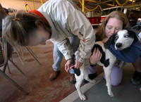 070325_ND_JVA_RABIES