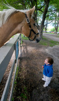 horse