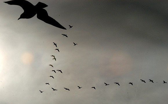 051113_ND_JVA_GEESE