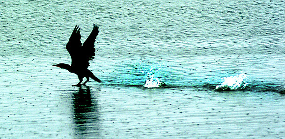 070909_ND_JVA_CORMORANT