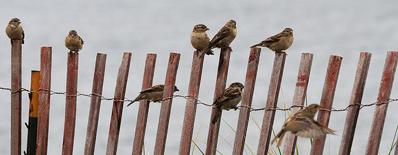 080914_NT_JVA_SPARROWS