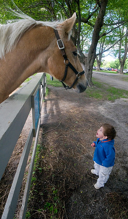 horse