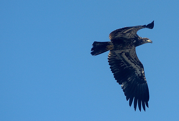 060201_ND_JVA_EAGLE