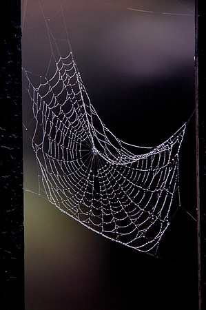 051025_ND_JVA_SPIDERWEB