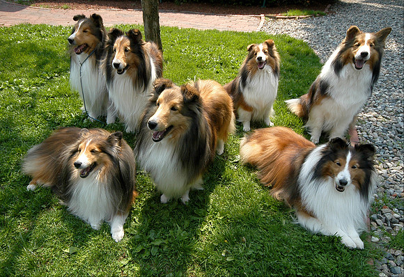 070526_ND_JVA_DOGS_4