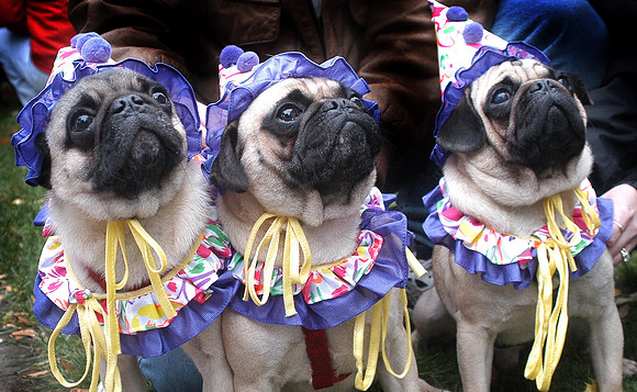 031026_NT_JVA_PUGS_4