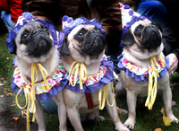 031026_NT_JVA_PUGS_4
