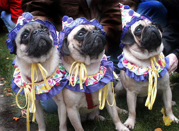 031026_NT_JVA_PUGS_4