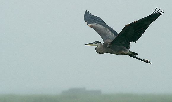 040718_ND_JVA_HERON